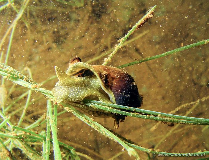 Lymnea stagnalis, Aquabest, 27-7-2008